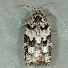 Acleris gloveranus