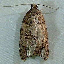 Acleris variana