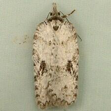 Acleris maximana