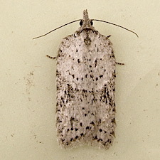 Acleris maximana