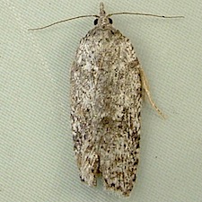 Acleris maximana