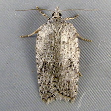 Acleris maximana