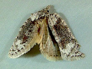 Acleris maximana