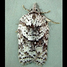 Acleris maximana