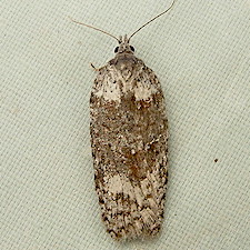 Acleris maximana