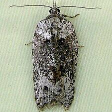 Acleris maximana