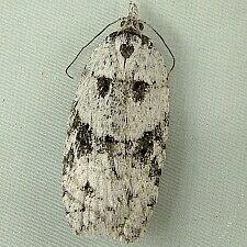 Acleris maximana