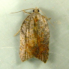 Acleris effractana