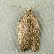 Acleris effractana