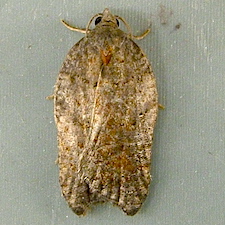 Acleris effractana