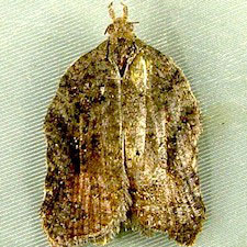 Acleris effractana