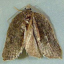 Acleris effractana