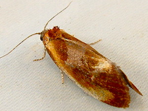 Eulia ministrana