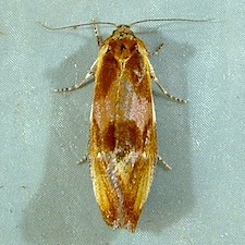 Eulia ministrana