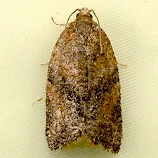 Argyrotaenia franciscana