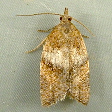 Argyrotaenia franciscana