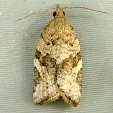 Argyrotaenia franciscana