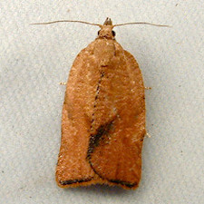 Argyrotaenia franciscana