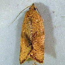 Argyrotaenia franciscana