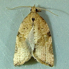 Argyrotaenia franciscana