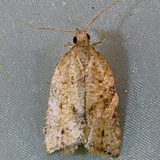 Argyrotaenia franciscana