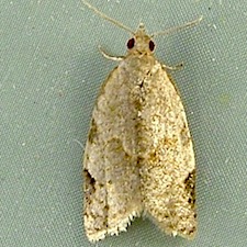 Clepsis penetralis