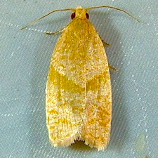 Clepsis penetralis