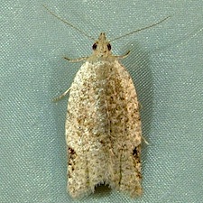 Clepsis penetralis