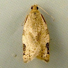 Clepsis virescana