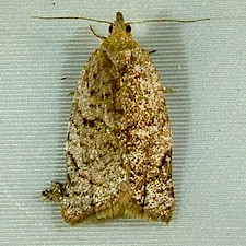 Clepsis virescana