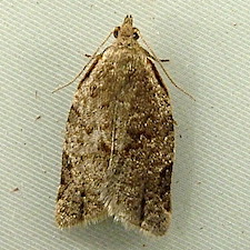 Clepsis virescana