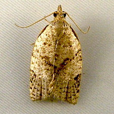 Clepsis virescana