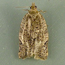 Clepsis virescana