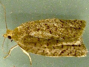 Clepsis virescana