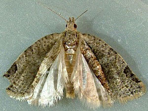 Clepsis virescana