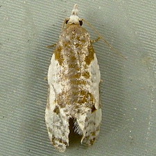 Henricus fuscodorsana