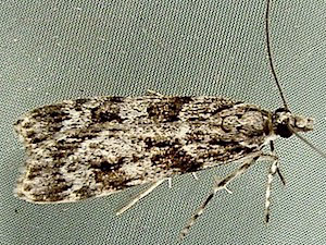 Scoparia biplagialis