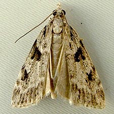 Scoparia biplagialis