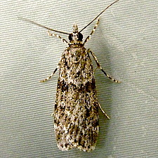 Scoparia biplagialis