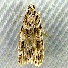 Scoparia biplagialis