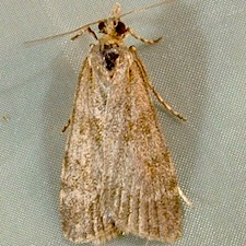 Scoparia biplagialis