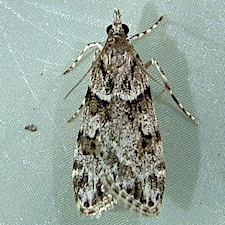 Scoparia biplagialis