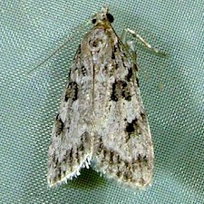 Scoparia biplagialis