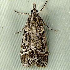 Eudonia rectilinea