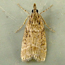 Eudonia rectilinea