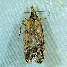 Eudonia rectilinea