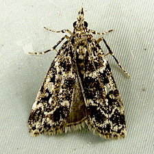 Eudonia leucophthalma