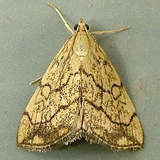 Evergestis pallidata