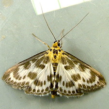 Anania hortulata