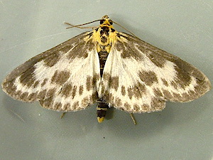 Anania hortulata